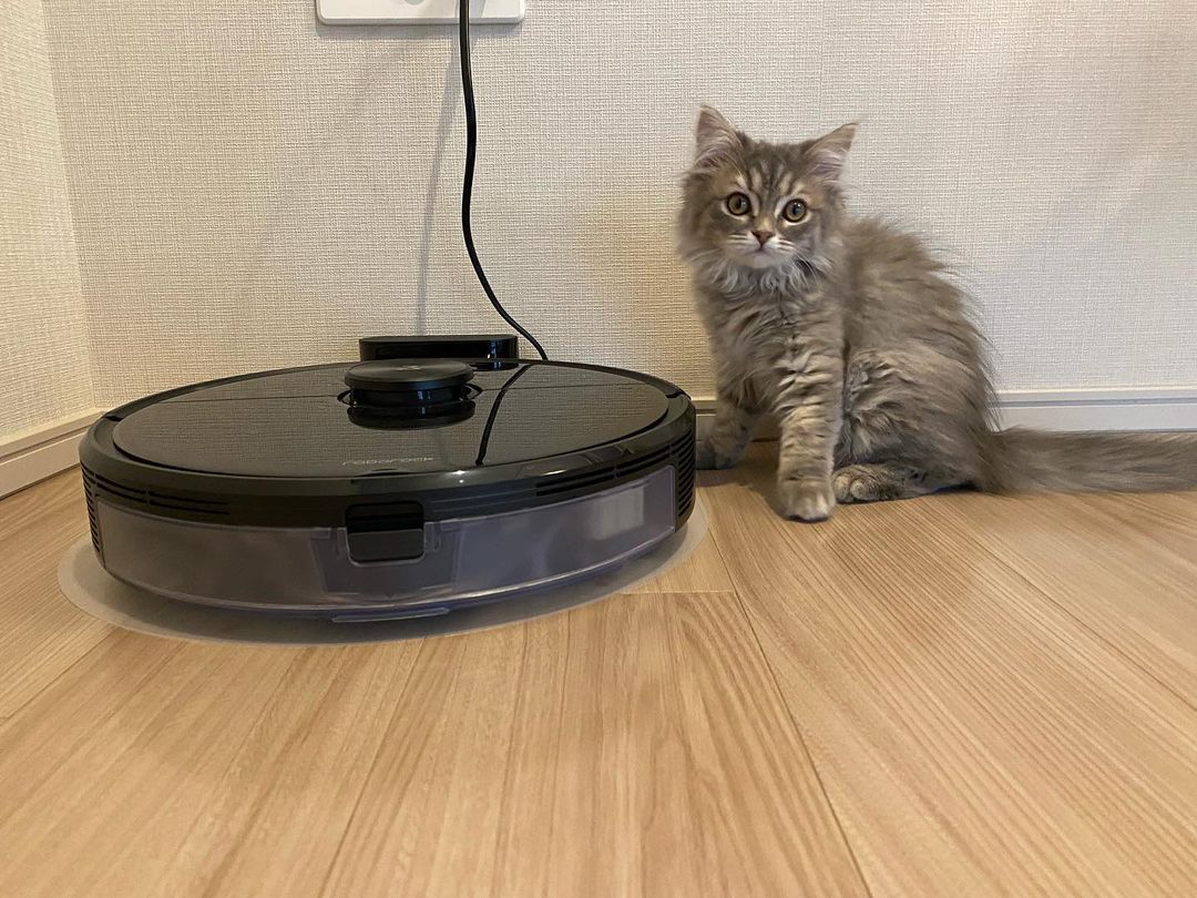 お掃除ロボットと仲良くなれるかな🐱? お掃除ロボットと仲良くなれるかな🐱?