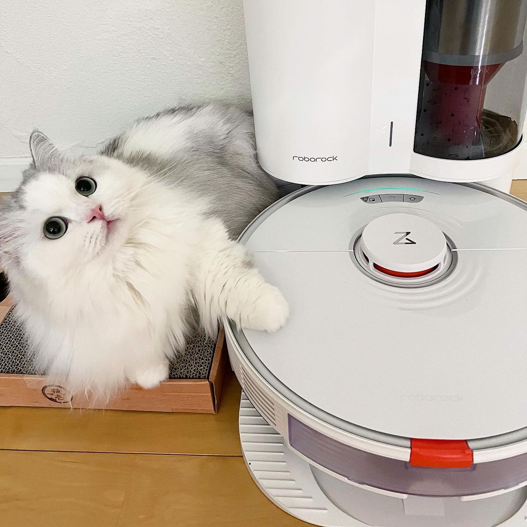 モッフンサンタよりお利口そうな子が来たよ🙀 モッフンサンタよりお利口そうな子が来たよ🙀