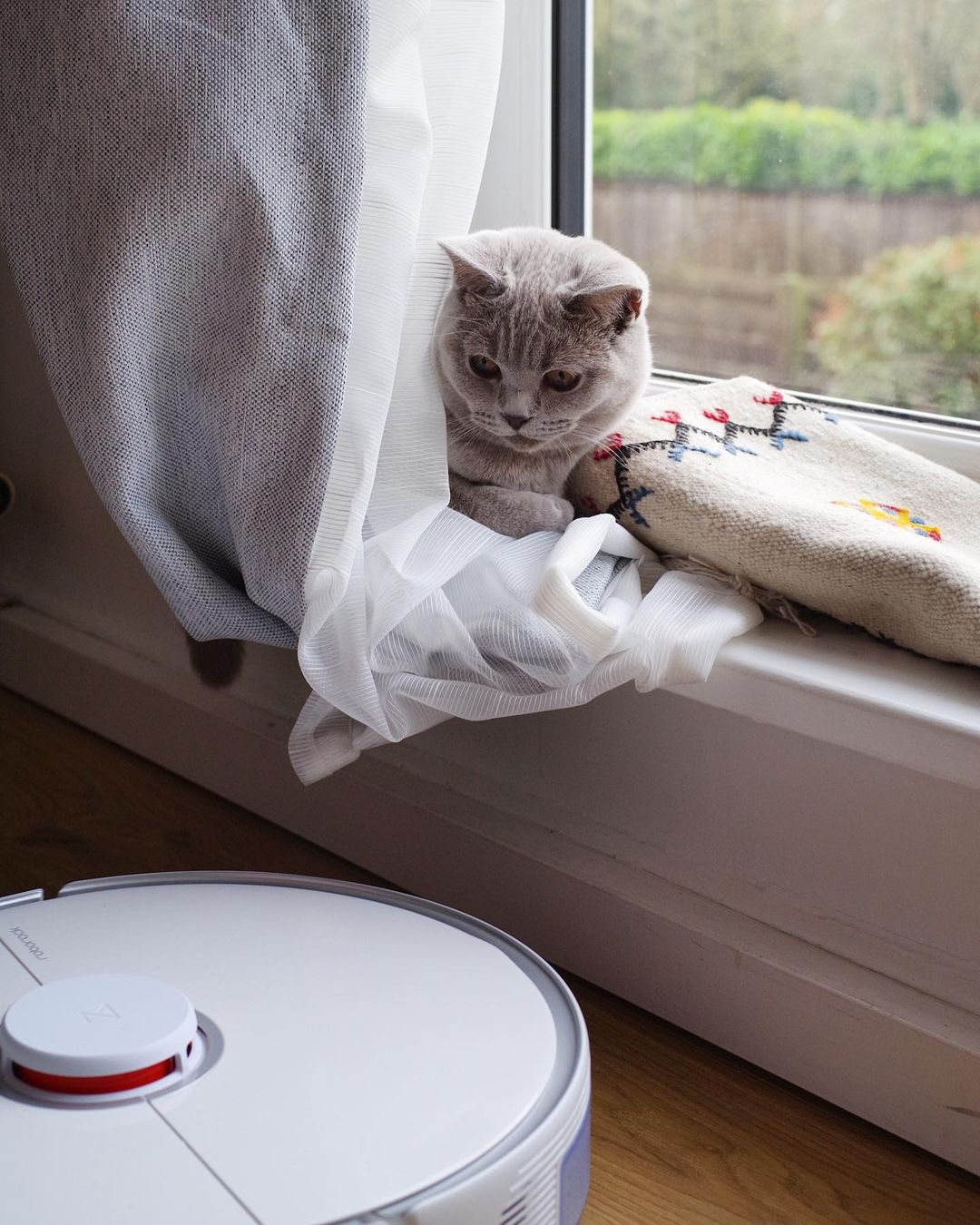 Watch this white round thing moving around our flat, Hooman call it robot vacuum Watch this white round thing moving around our flat, Hooman call it robot vacuum